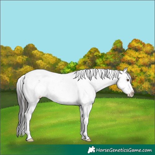 Horse Color:Brown Sabino Rabicano 