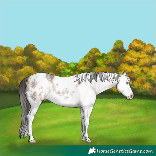 Horse Color:White Spotted Brown Sabino Splash Rabicano 