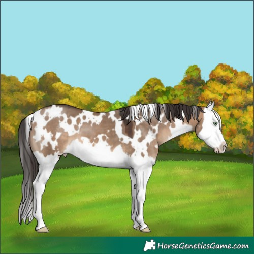 Horse Color:White Spotted Brown Dun Splash 