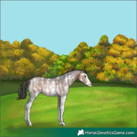 Horse Color:Brown Sabino Rabicano 