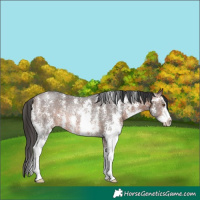Horse Color:Brown Sabino Rabicano 