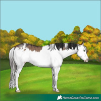 Horse Color:White Spotted Brown Dun Splash Brindle