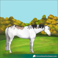 Horse Color:White Spotted Brown Dun Splash Brindle