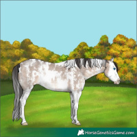 Horse Color:White Spotted Brown Dun Sabino Splash Rabicano 