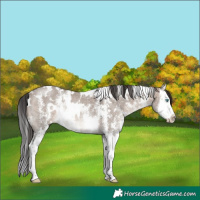 Horse Color:White Spotted Brown Dun Sabino Splash Rabicano 