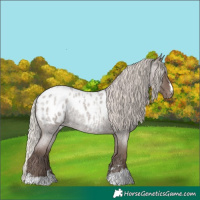 Horse Color:Silver Blue Roan Appaloosa 