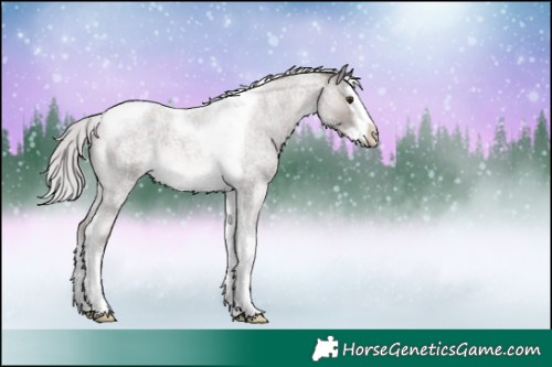 Horse Color:Platinum Chocolate Palomino Roan Splash Tobiano 