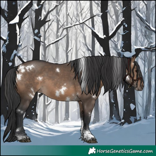 Horse Color:White Spotted Brown Dun Tobiano 