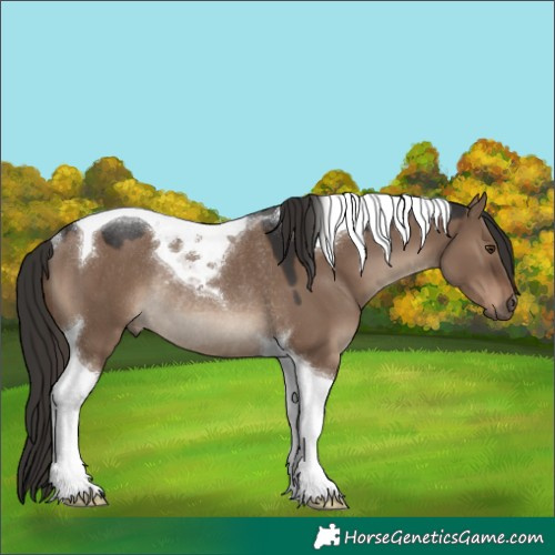Horse Color:Liver Red Dun Tobiano Rabicano 