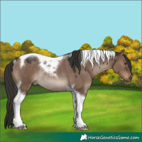 Horse Color:Liver Red Dun Tobiano Rabicano 