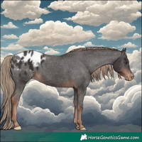 Horse Color:Liver Chestnut Appaloosa