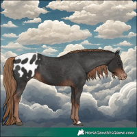 Horse Color:Liver Chestnut Appaloosa 