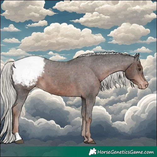 Horse Color:Liver Chestnut Mushroom Appaloosa 