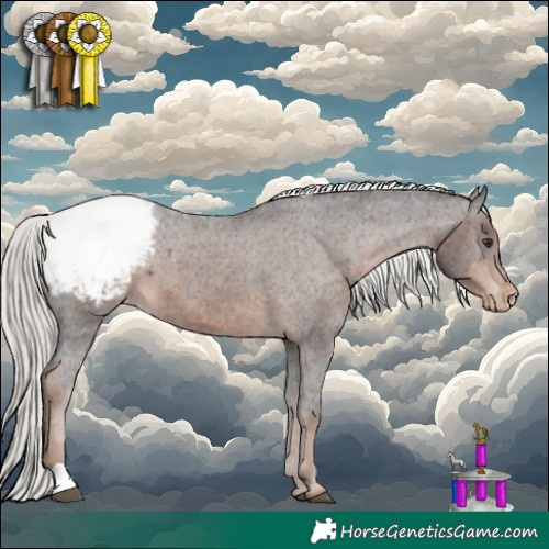 Horse Color:Liver Chestnut Mushroom Appaloosa 