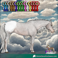 Horse Color:Liver Chestnut Mushroom Appaloosa 
