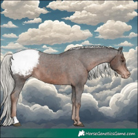Horse Color:Liver Chestnut Mushroom Appaloosa 