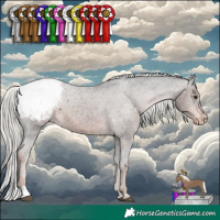 Horse Color:Liver Chestnut Mushroom Appaloosa 
