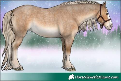 Horse Color:Chocolate Palomino Roan Splash Rabicano 