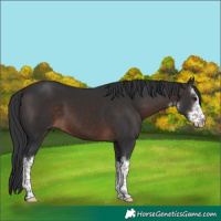 Horse Color:White Spotted Brown 
