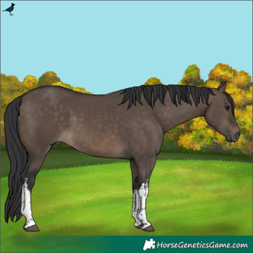 Horse Color:White Spotted Brown Dun 