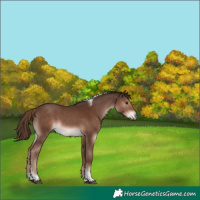 Horse Color:Liver Chestnut Tobiano 