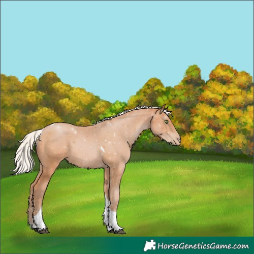 Horse Color:Silver Bay Pearl Tobiano 
