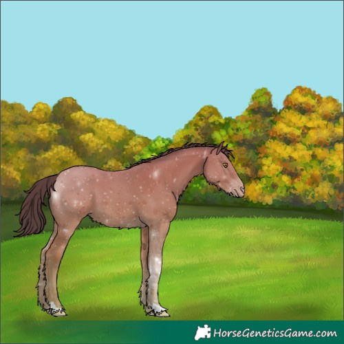 Horse Color:Classic Cream Champagne 