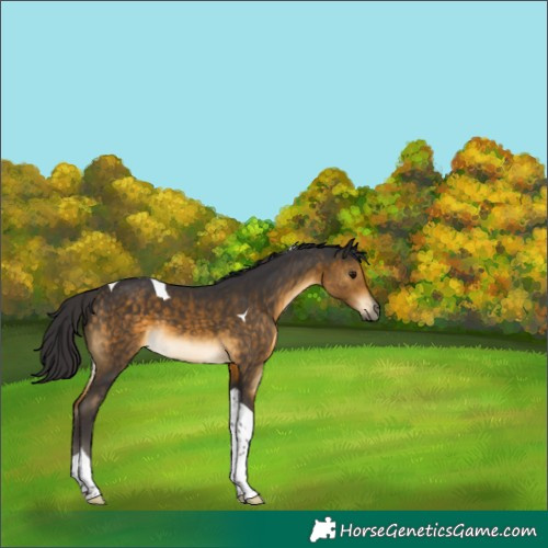 Horse Color:Buckskin Tobiano 