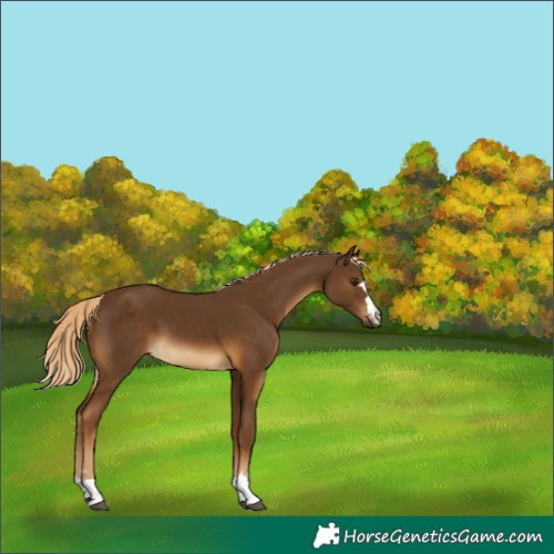Horse Color:Chocolate Palomino 