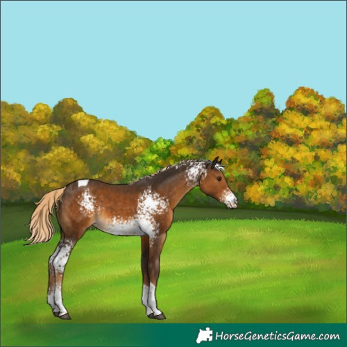 Horse Color:White Spotted Chocolate Palomino Tobiano Rabicano 