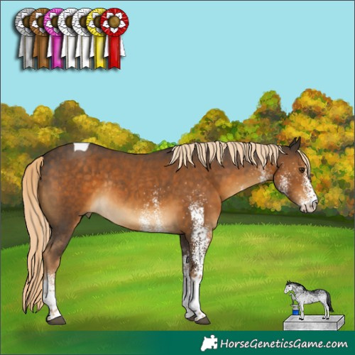 Horse Color:White Spotted Chocolate Palomino Tobiano Rabicano 