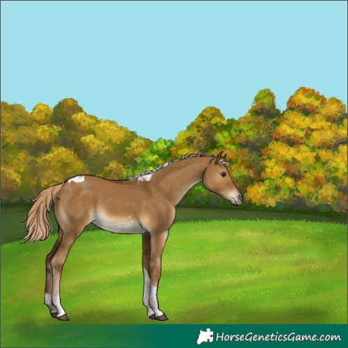 Horse Color:Chocolate Palomino Dun Tobiano Rabicano 