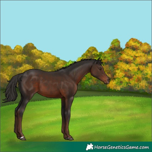 Horse Color:Liver Chestnut 