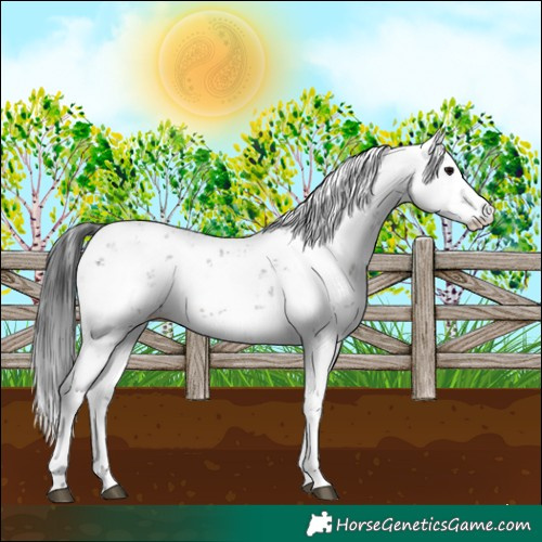 Horse Color:Brown Sabino 
