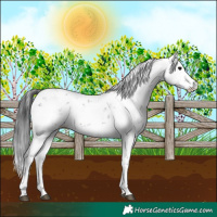 Horse Color:Brown Sabino 