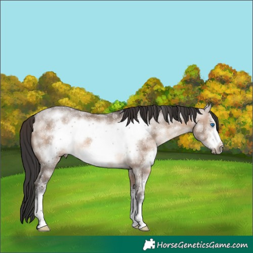 Horse Color:Brown Dun Sabino Frame Rabicano