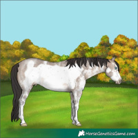 Horse Color:Brown Dun Sabino Frame Rabicano