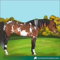 Horse Color:White Spotted Brown Rabicano 