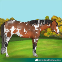 Horse Color:White Spotted Bay Rabicano