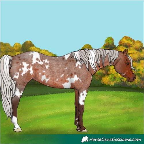 Horse Color:White Spotted Silver Brown Roan Rabicano