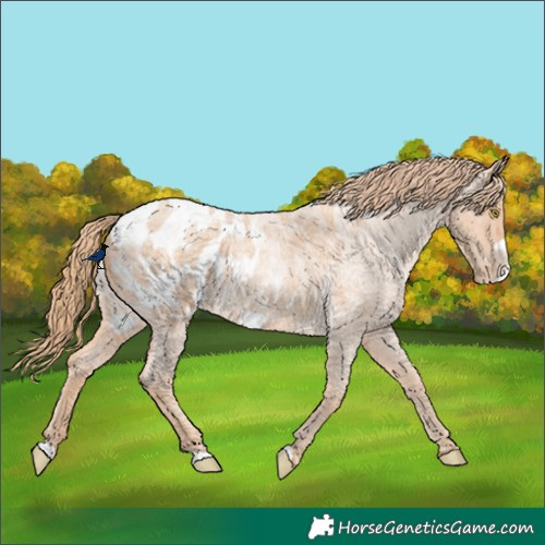 Horse Color:Gold Champagne Roan Frame Appaloosa 