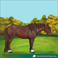Horse Color:Chocolate Bay Varnish 