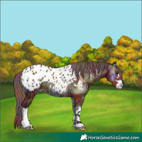 Horse Color:Nacre White Spotted Chocolate Bay Ice Onyx Blanket 