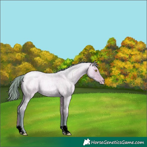 Horse Color:Watercolor Bay Roan Pearl Dun 