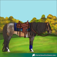 Horse Color:Buckskin 