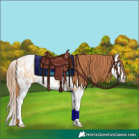 Horse Color:Bay Pearl Dun Splash Near Leopard Brindle 