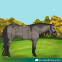 Horse Color:Grullo Brindle 