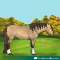 Horse Color:Buckskin Dun Tobiano 