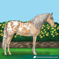 Horse Color:Palomino Appaloosa 