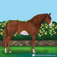 Horse Color:Chestnut Frame 